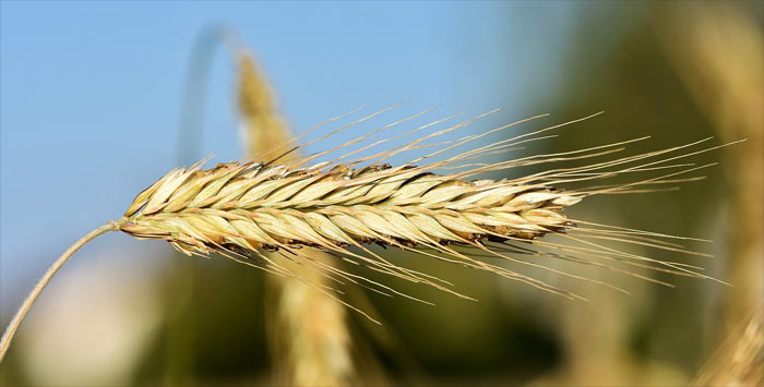 Das Schwingopfer im Frühling: Vorausschau des Heils