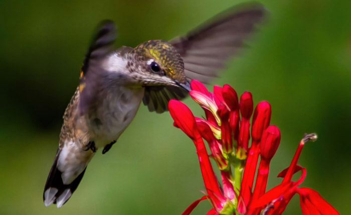 Der Kolibri und die Evolution