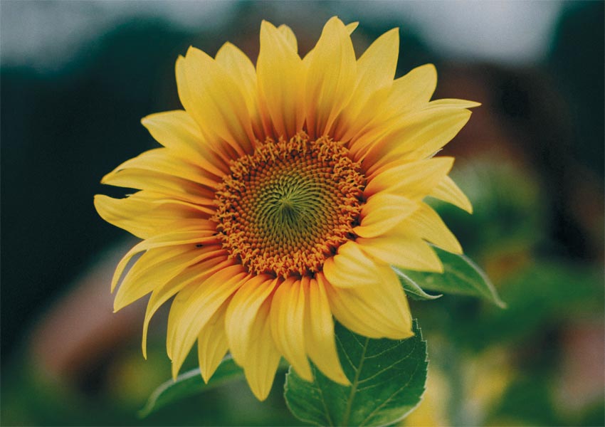 Die erstaunliche Sonnenblume widerspricht der Evolution