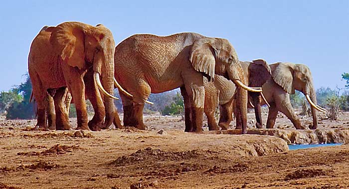 Die Lektion der Elefanten von Luangwa