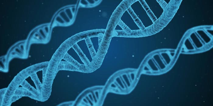 DNA-Entdeckungen offenbaren göttliches Design