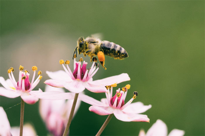 Honigbienen: Winzige Zeugnisse für einen großen Gott