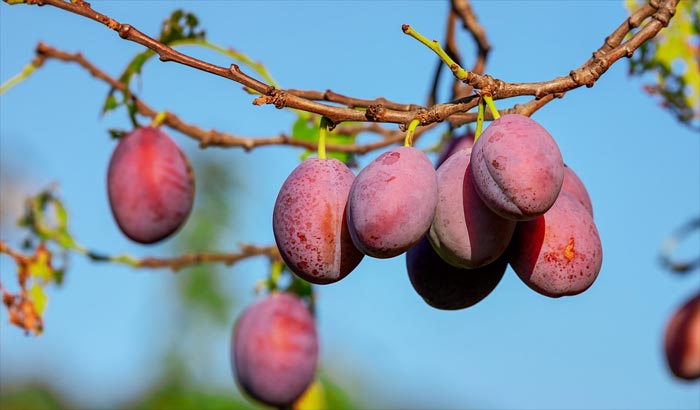 Jesu Christi Gebot an uns: Bringt viel Frucht – gute Frucht