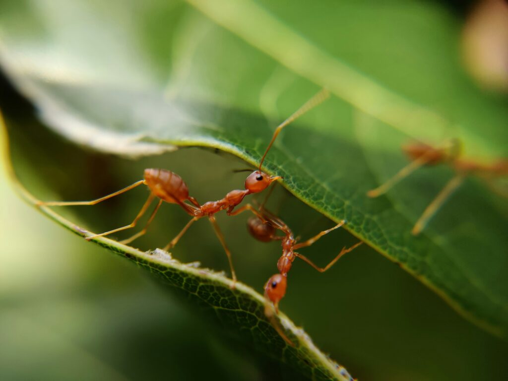 Das Beispiel der Ameisen