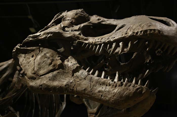 Nichtversteinertes Weichgewebe in Dinosaurierknochen