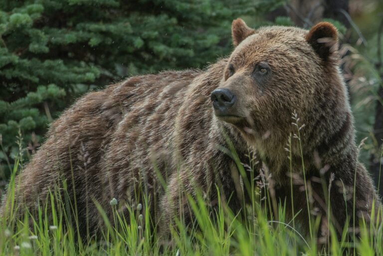 Der russische Bär erwacht wieder