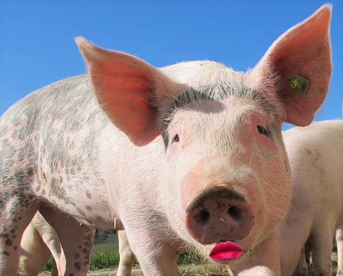 Situationsethik ist Schwein plus Lippenstift