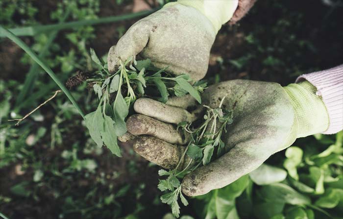 Voraussetzung für gute Frucht: das Unkraut der Sünde entfernen